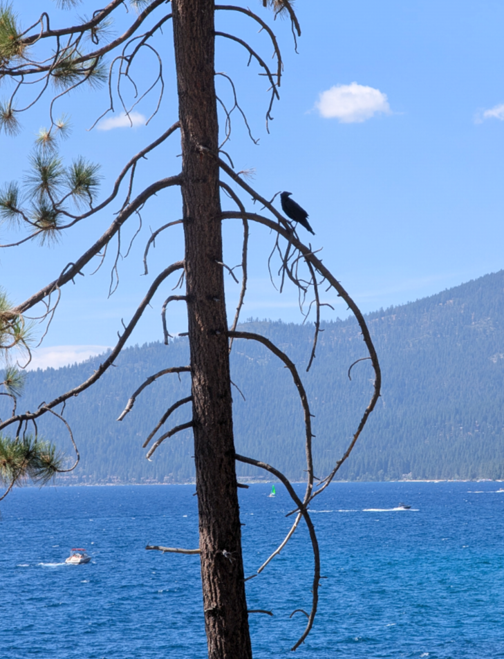 a raven in a tree overlooking gorgeous lake Tahoe