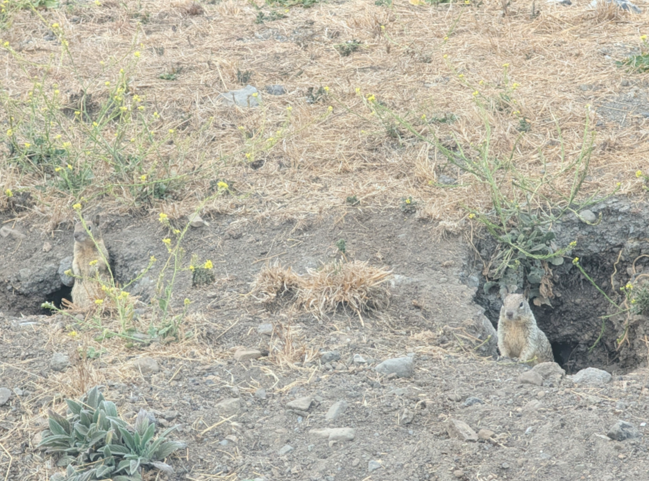 two ground squirrels looking out of holes in the dirt