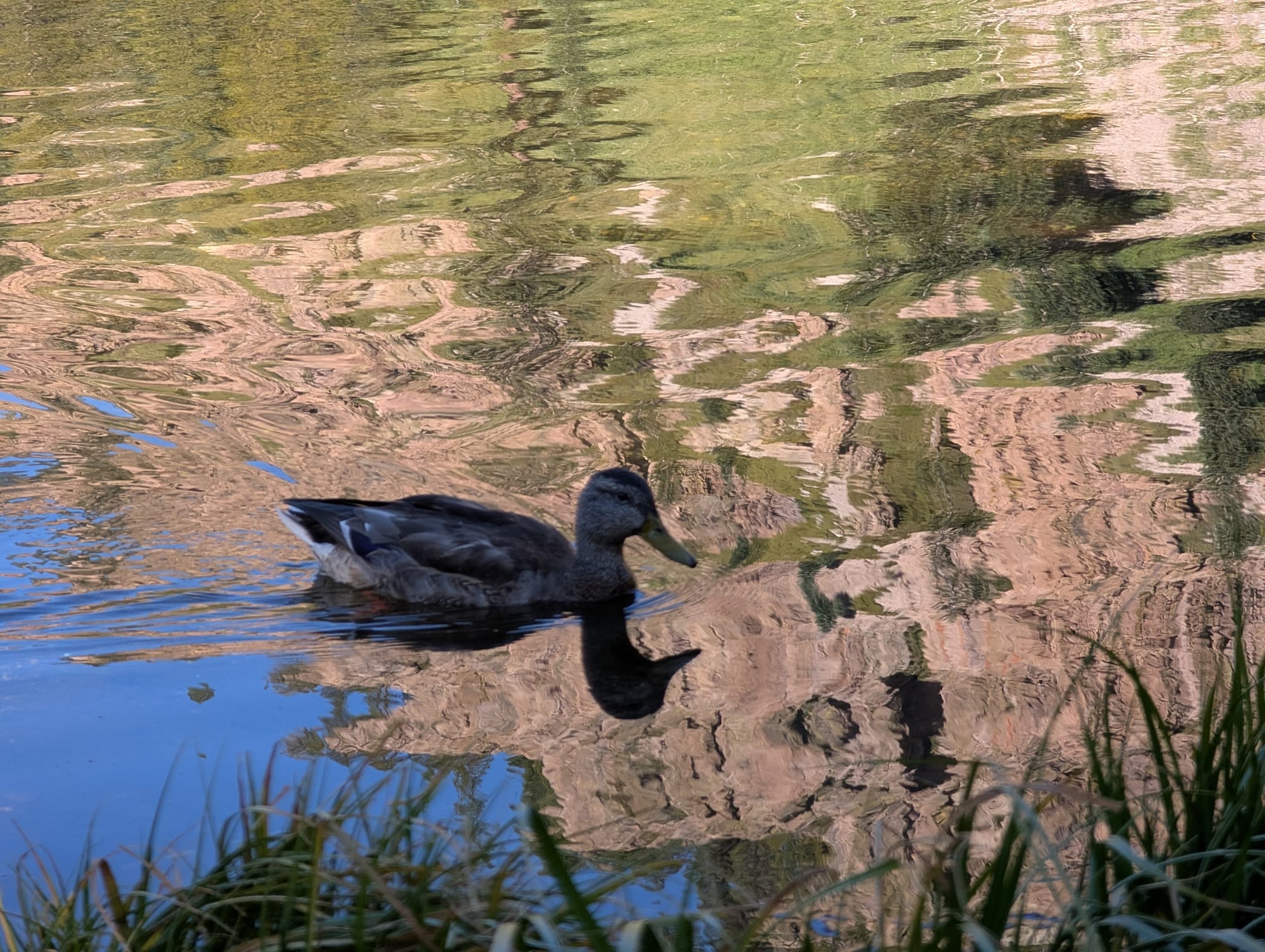 a mallard duck floating in water with colorful ripple reflections