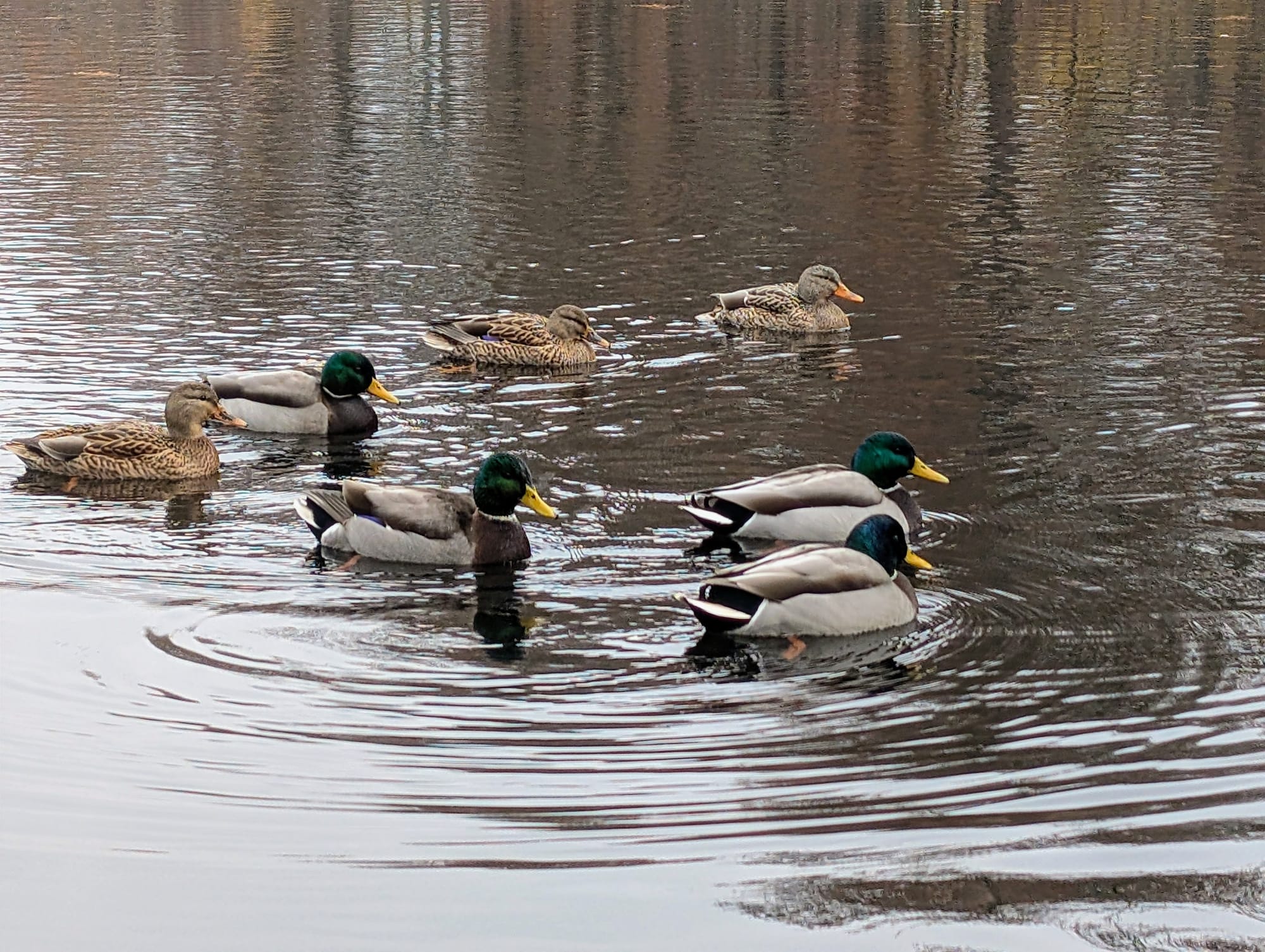 Several male and female mallard ducks swimming together on a pond