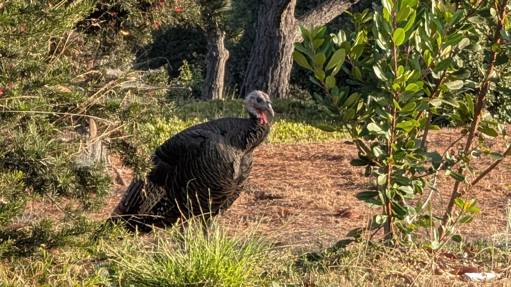 A wild turkey with dark feathers and a gray head watches from between two bushes