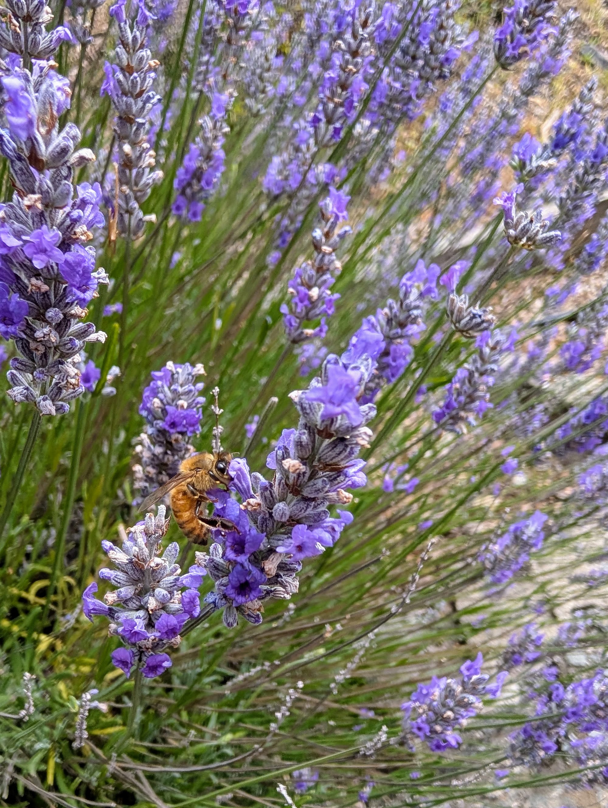 A bee in lavender flowers