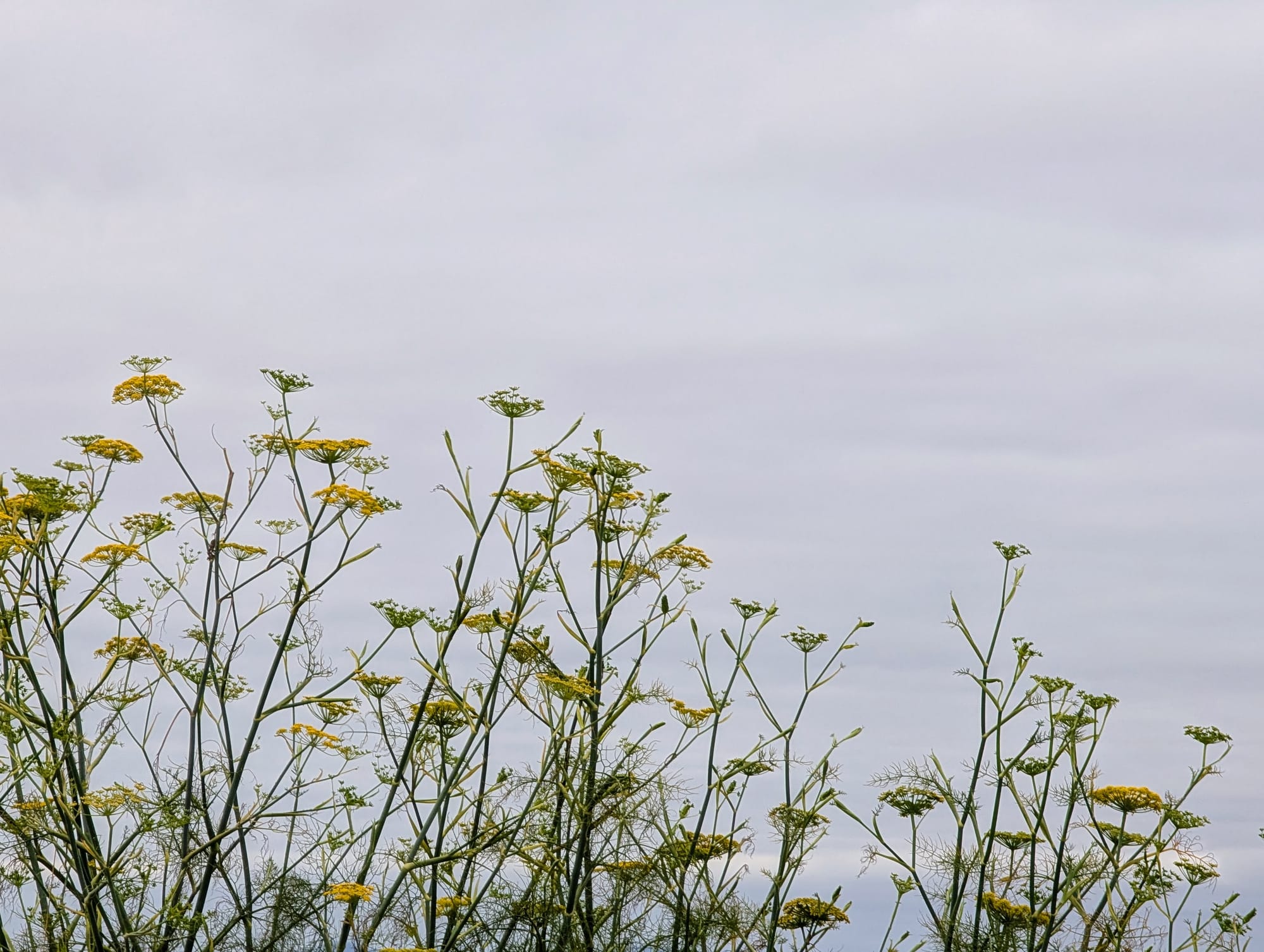 Lacy fennel flowers against a cloudy sky