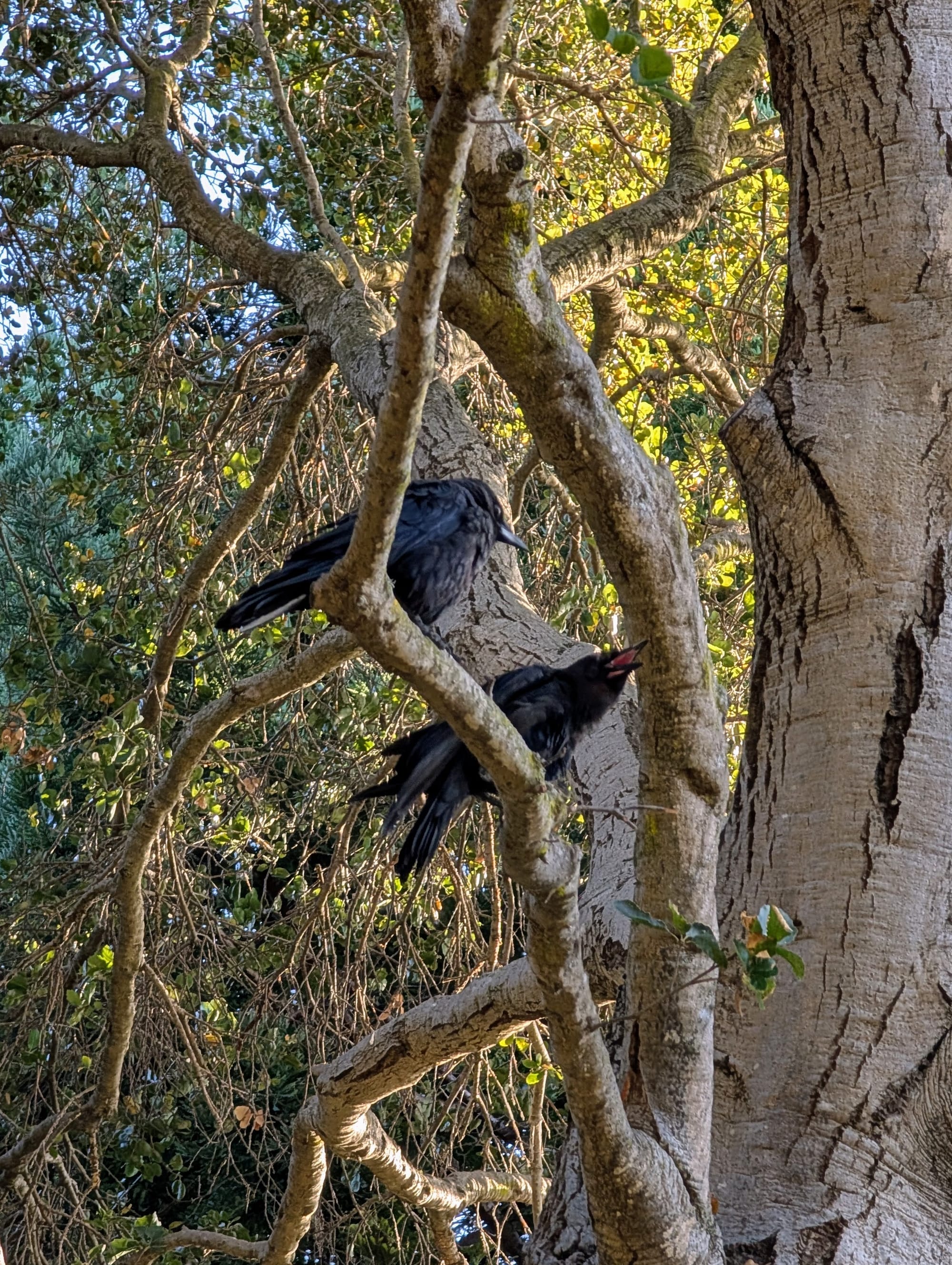 Two crows sit in an oak tree, one squawking as a baby