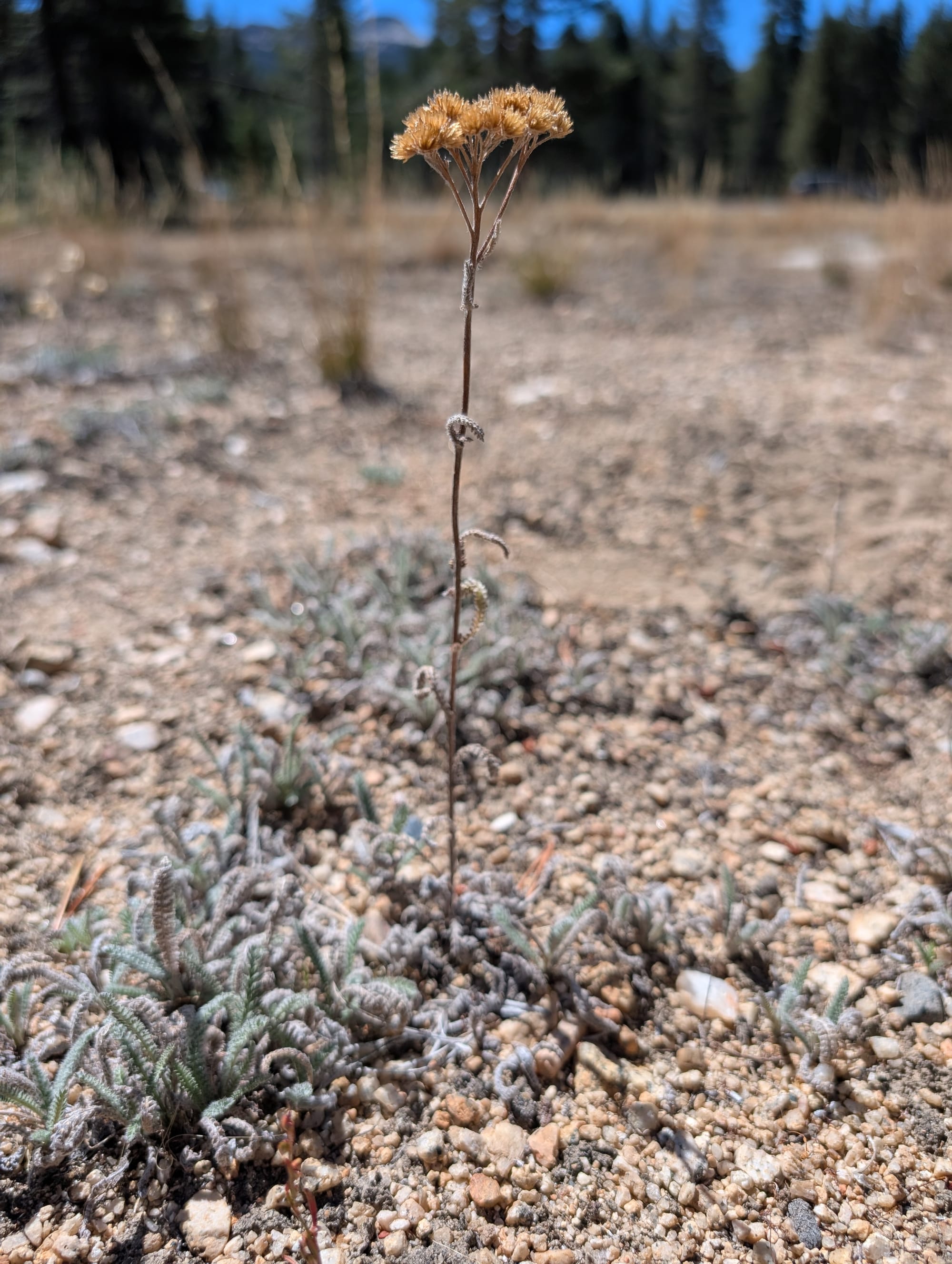 Curly, fuzzy leaves with many parts, almost looking like a millipede, with one dried-out flower stalk rising above the rest of the plant