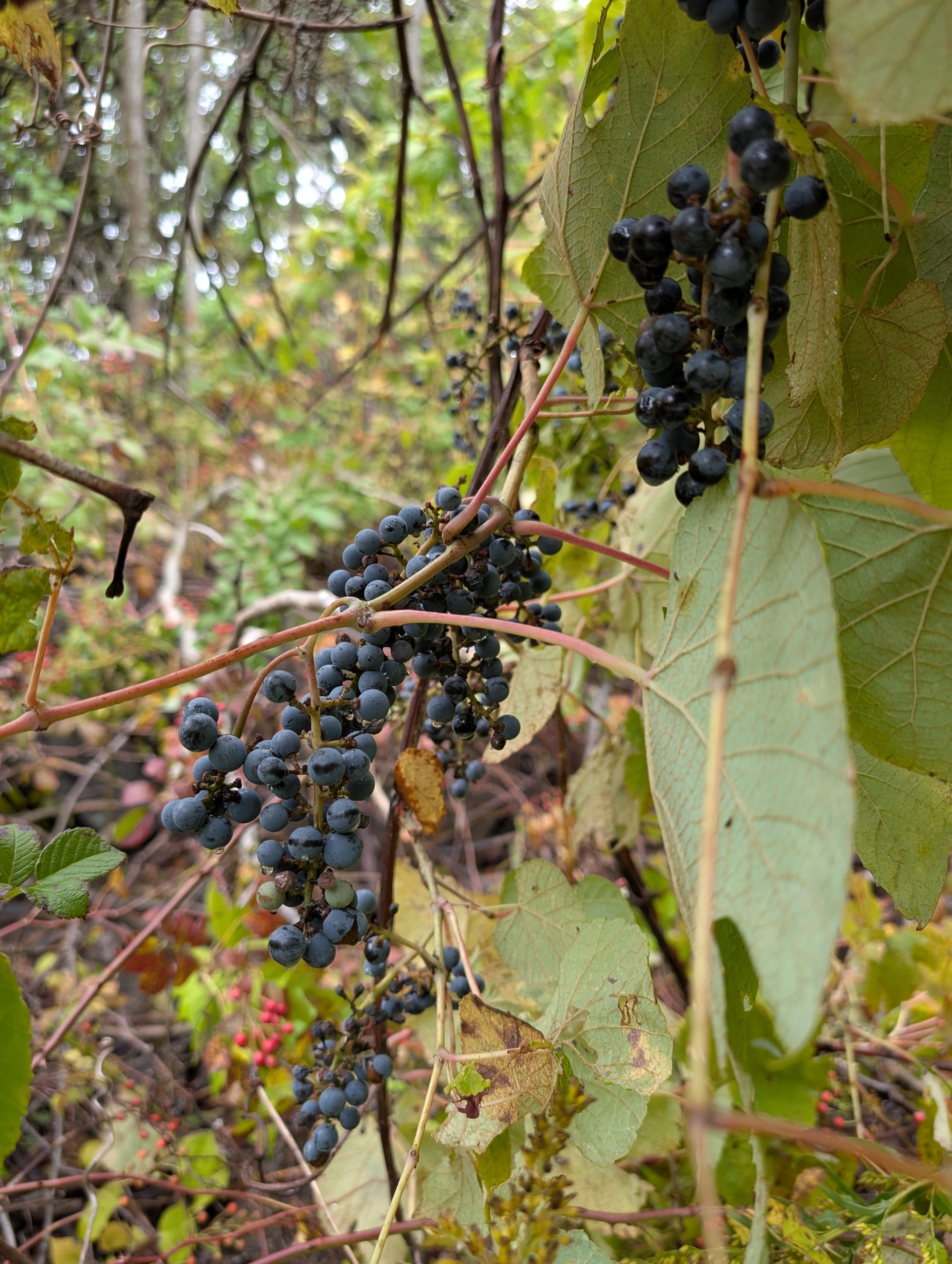 A cluster of small, dark purple wild Concord grapes hanging from a vine among green leaves