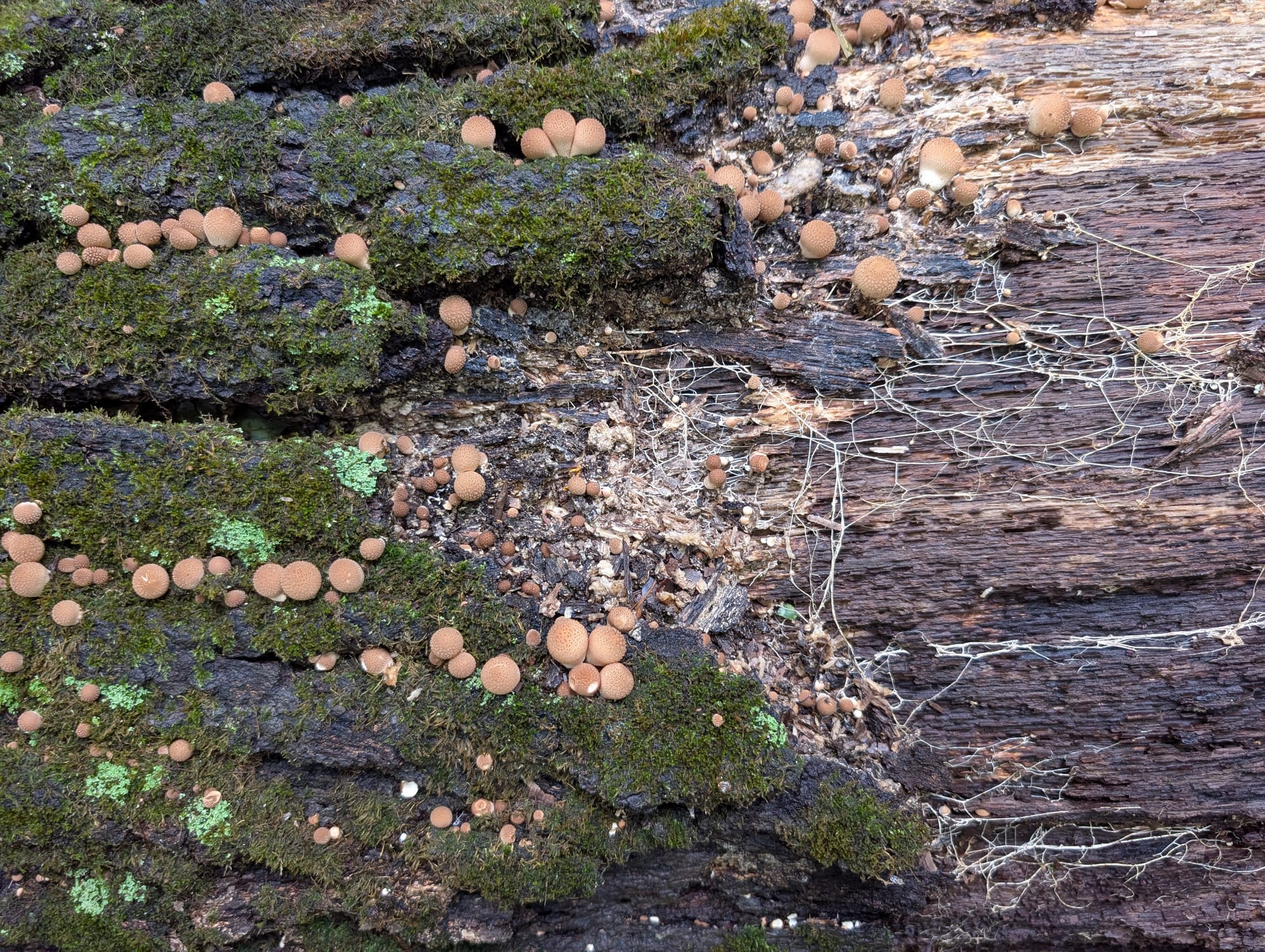 White, thread-like mushroom mycelium spreading in a web across the surface of a dark, rotting log.