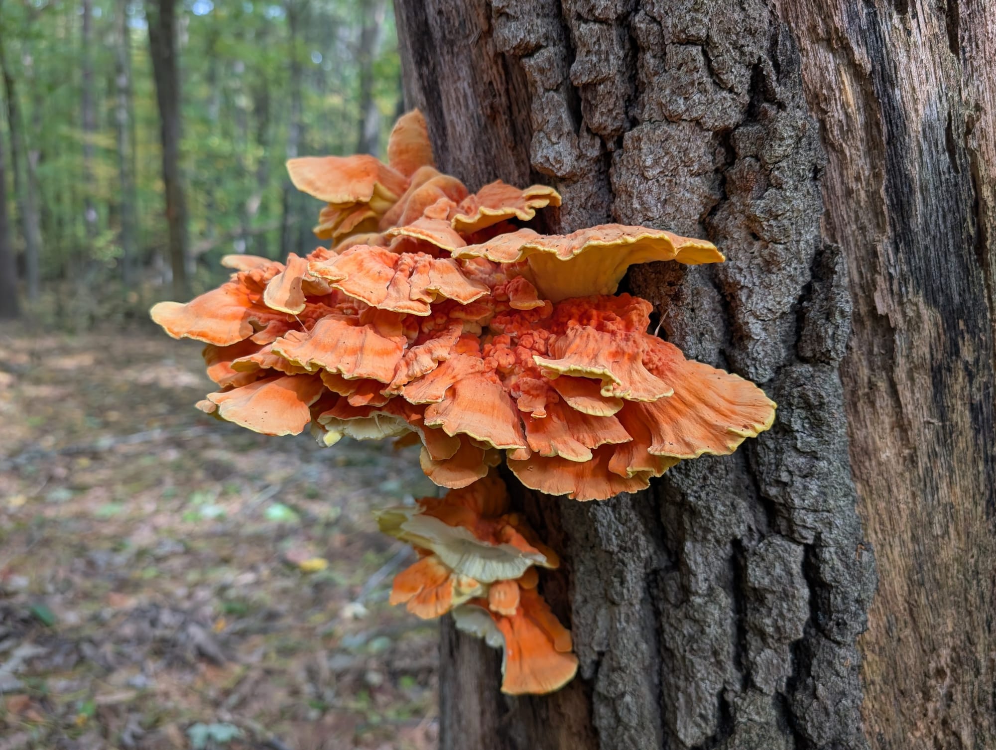 Bright orange chicken of the woods mushroom on a tree trunk
