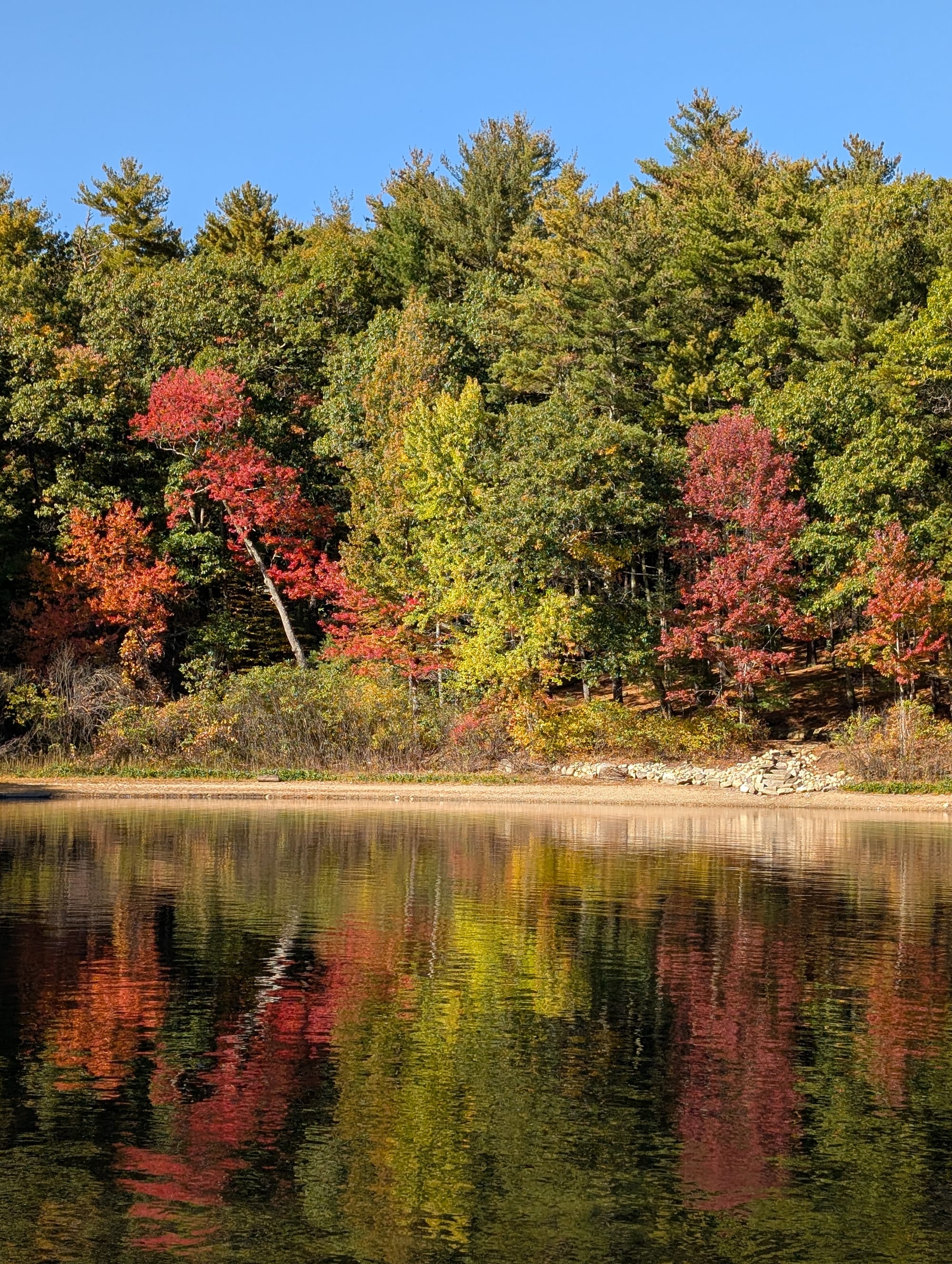 Red, orange, and green trees along the shore of Walden Pond, reflected in the still water.