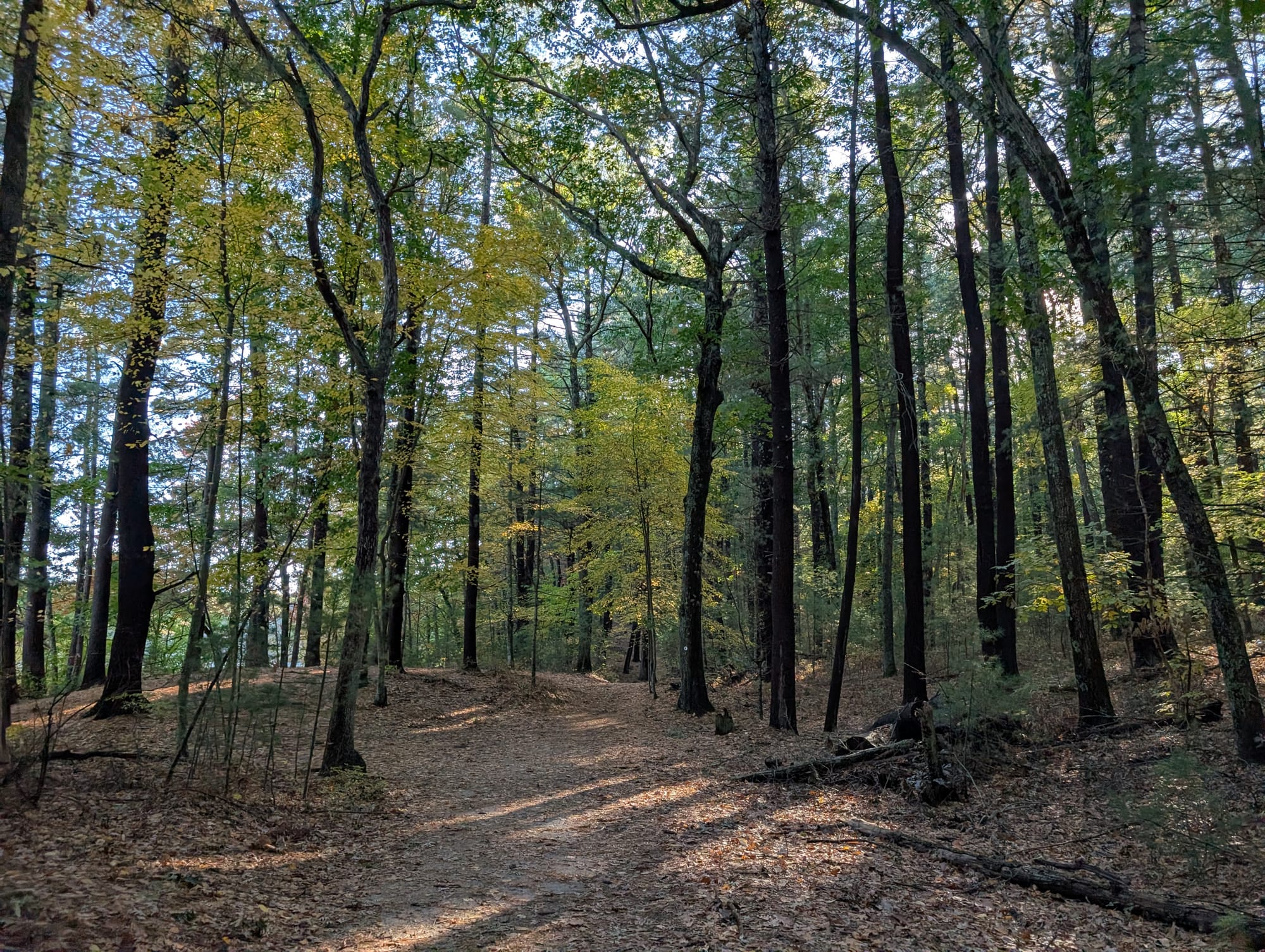 A dirt trail winding through a sunlit forest of tall, thin trees just starting to turn yellow.