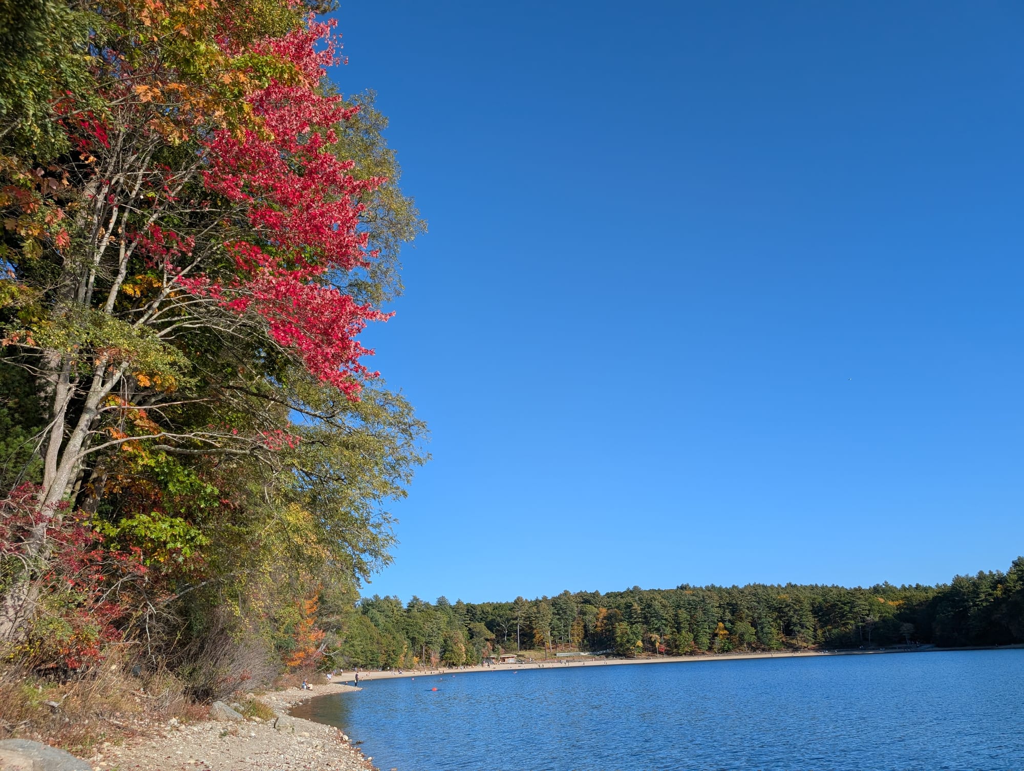 A bright red tree on the rocky shore of Walden Pond, with blue water, clear sky, and a line of green trees across the pond.