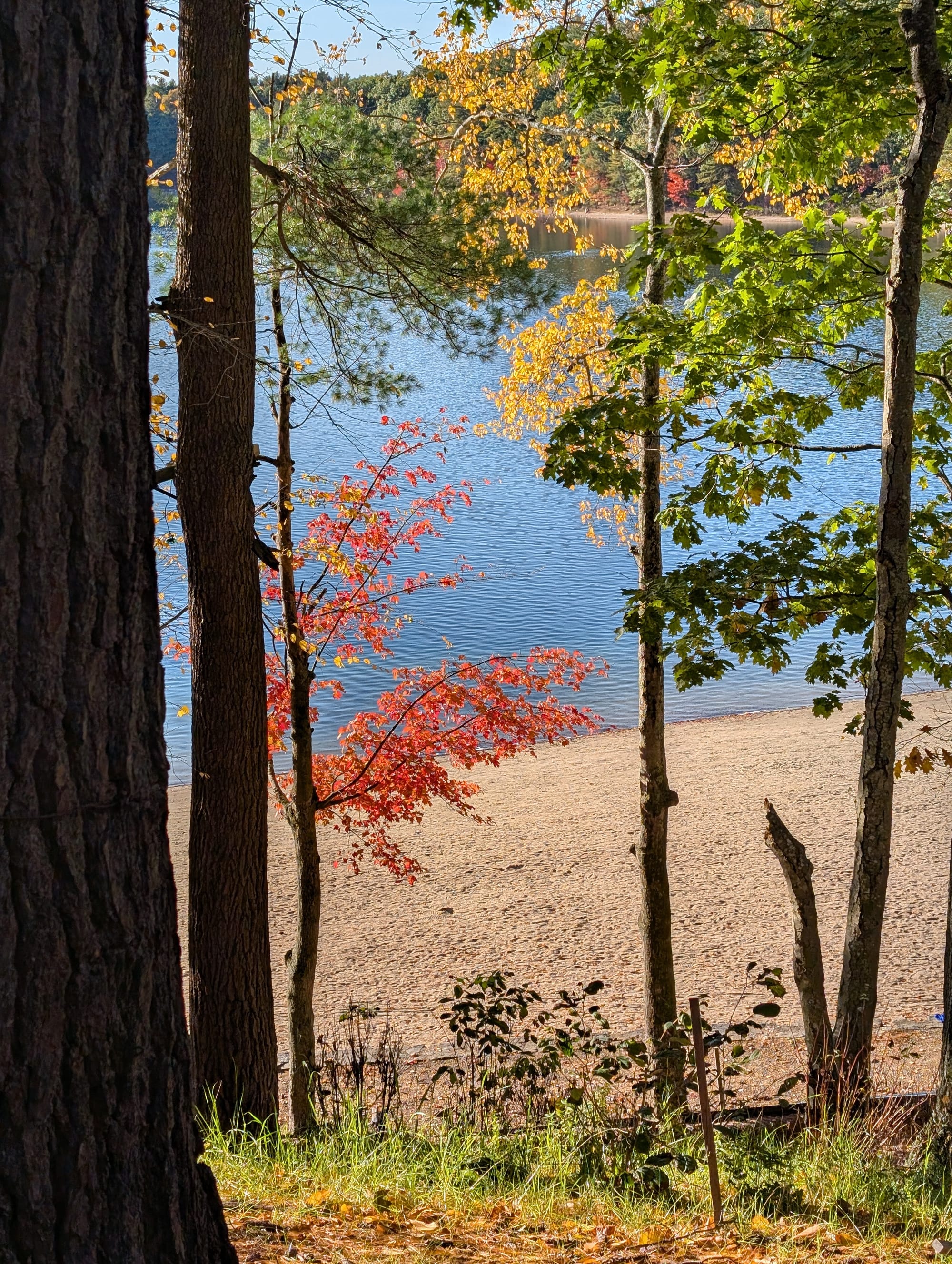 Walden Pond seen through tall tree trunks, with red and yellow fall leaves and a sandy beach along the blue water.