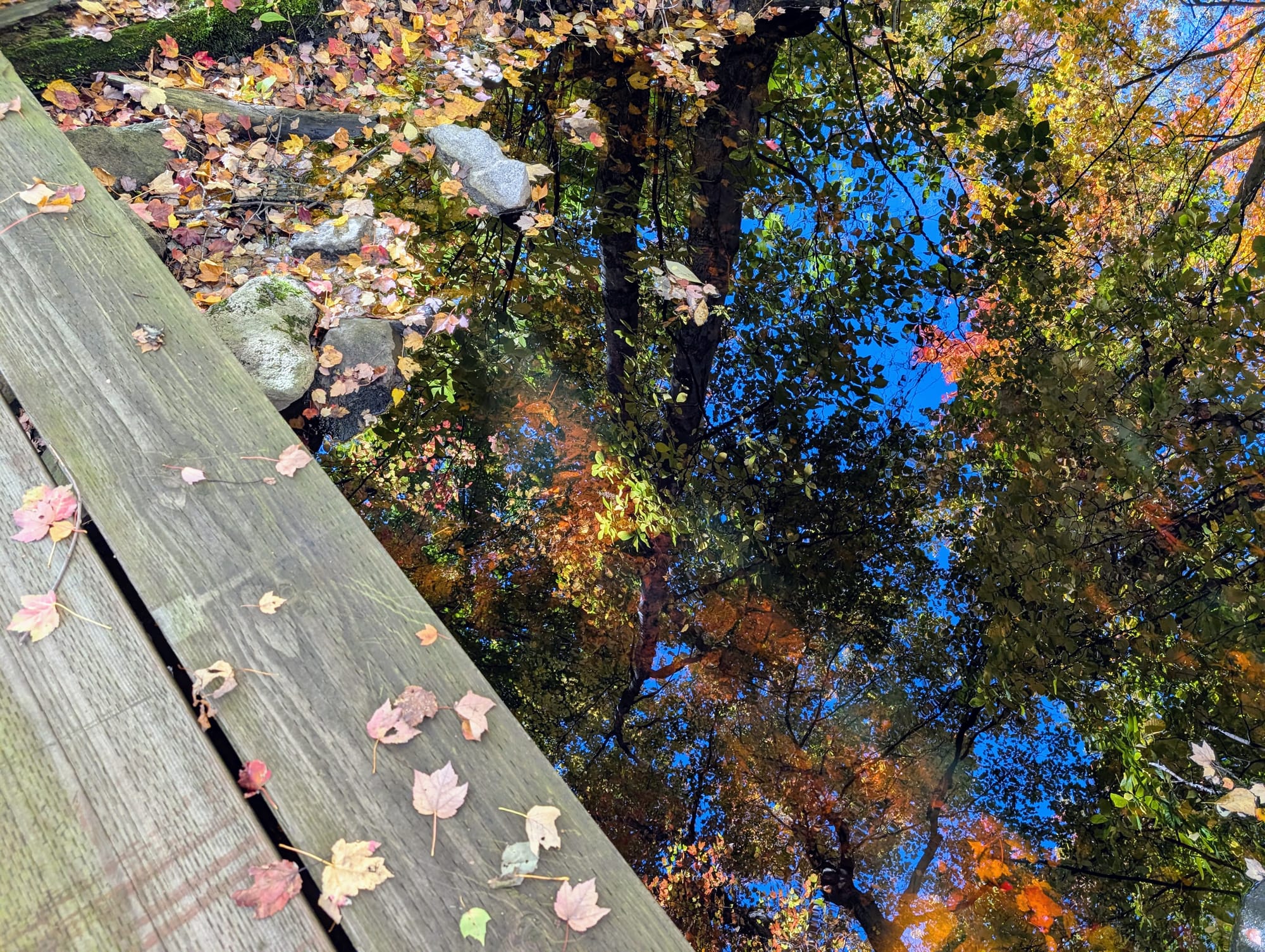 Colorful fall leaves reflected in a still pool of water, with a wooden boardwalk to the side