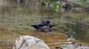 Cute duck pictures