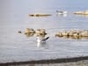 Two California Gulls float on salty Mono Lake, eating alkali flies