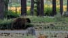 A big bear walks calmly near a path with some trees