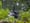 A Little Blue Heron, a tall bird with a thin neck and pointy beak, is standing in the water among plants