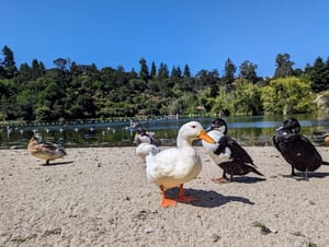 We made it to California!