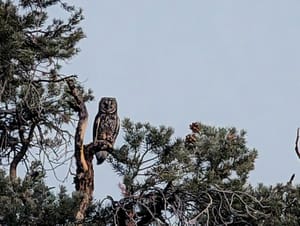 A large barre owl sitting in a pinyon pine tree