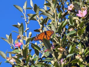 A monarch butterfly sitting among leaves