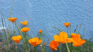 Poppies in front of a textured wall