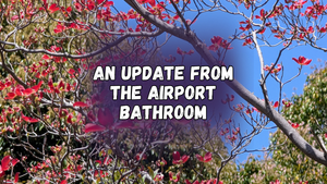 An update from the airport bathroom, with red 4-petaled flowers on a tree branch