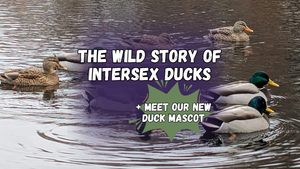 The wild story of intersex ducks plus meet our new duck mascot, with a photo of several male and female mallard ducks swimming