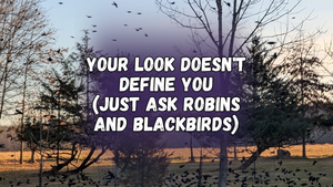 Your look doesn't define you (just ask robins and blackbirds)